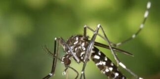 5 Pantangan Makanan untuk Penderita Chikungunya