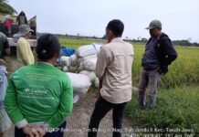 Dukung Ketahanan Pangan, Babinsa Koramil 10/Tanah Jawa Kawal Penyerapan Gabah Petani