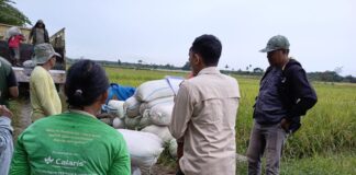 Dukung Ketahanan Pangan, Babinsa Koramil 10/Tanah Jawa Kawal Penyerapan Gabah Petani