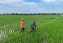 Babinsa Bosar Maligas dan Petani Bersatu Hati, Wujudkan Sawah Subur dan Panen Sejahtera