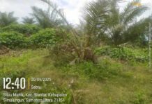 Gulma Menguasai Kebun, Perawatan Sawit PTPN IV Marihat Dipertanyakan