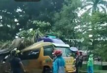 Pohon Tumbang Timpa Mobil di Kota Siantar