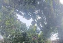 Pohon Tumbang Timpa Truk di Jalan Medan Pematangsiantar, BPBD Turun Tangan