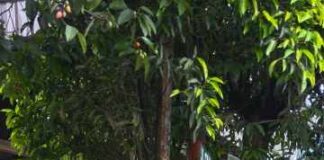 Lurah Melayu Siantar Utara Turun Langsung Bersihkan Sampah di Jalan Cokro