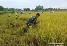 Babinsa Koramil 09/Tiga Balata Dampingi Petani Panen Padi di Dolok Tomuan