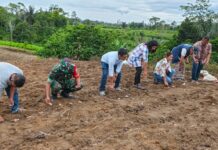 Babinsa Koramil 14/Raya Dukung Ketahanan Pangan Lewat Penanaman Jahe Putih di Simalungun