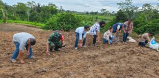 Babinsa Koramil 14/Raya Dukung Ketahanan Pangan Lewat Penanaman Jahe Putih di Simalungun