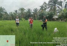 Babinsa Ajak Warga Wujudkan Kemandirian Pangan, Penyiraman Pupuk Perdana Tandai Semangat Baru Petani Marihat Pondok