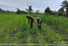 Semangat Gotong Royong, Babinsa Tanah Jawa dan Petani Bersama Jaga Hasil Panen