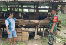 Babinsa Koramil Bosar Maligas Dampingi Warga Jaga Kesehatan Ternak Kambing di Tanjung Rapuan