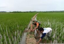 Babinsa Koramil 06/Perdagangan Dampingi Petani Tingkatkan Ketahanan Pangan di Pematang Bandar