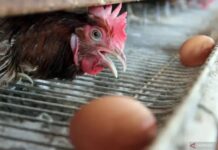 Bulog Sumut Rampungkan Penyaluran 1.418 Ton Jagung SPHP untuk Peternak Ayam Petelur