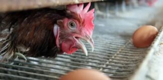 Bulog Sumut Rampungkan Penyaluran 1.418 Ton Jagung SPHP untuk Peternak Ayam Petelur