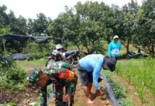 Babinsa Turun ke Kebun Sayur, Wujud Kepedulian TNI Terhadap Petani di Dolok Silau
