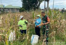 Babinsa Bantu Panen Jagung, Wujud Kepedulian TNI Pada Warga Nagahuta Timur