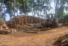Ironi di Karanganyar: Korporasi Memanen Kayu, Rakyat Menanggung Debu dan Kekeringan